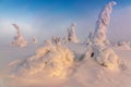 Winter landscape with tykky snow covered trees in winter forest in Finnish Lapland Royalty Free Stock Photo