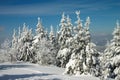 Snow covered trees in winter Carpathian Royalty Free Stock Photo