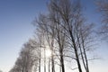 Snow-covered trees in winter, deciduous trees