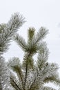 Snow-covered trees in winter, deciduous trees