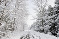 Snow covered trees in winter and empty trail Royalty Free Stock Photo