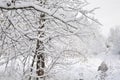 Snow covered trees in winter and empty trail Royalty Free Stock Photo