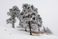 Snow covered Trees in a winter environement