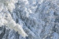 Snow covered trees. Winter forest Royalty Free Stock Photo