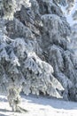 Snow covered trees. Winter forest Royalty Free Stock Photo