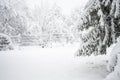 Snow covered trees. Winter forest Royalty Free Stock Photo