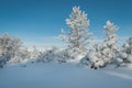 Snow covered trees in the winter forest against the blue sky. Royalty Free Stock Photo