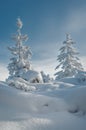 Snow-covered trees in the winter forest against the blue sky. Frosty weather. Sunny day. Natural scenery. Royalty Free Stock Photo