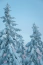 Snow covered trees in the winter forest against the blue sky. Stunning natural backdrop. Natural scenery. Royalty Free Stock Photo