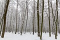 Snow covered trees in the winter forest Royalty Free Stock Photo
