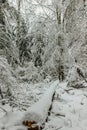 Snow covered trees in the winter forest.Christmas holiday background with snowy fir trees.Frosty cold day outdoors,calm fresh Royalty Free Stock Photo