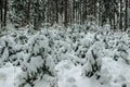 Snow covered trees in the winter forest.Christmas holiday background with snowy fir trees.Frosty cold day outdoors,calm fresh Royalty Free Stock Photo