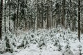 Snow covered trees in the winter forest.Christmas holiday background with snowy fir trees.Frosty cold day outdoors,calm fresh Royalty Free Stock Photo