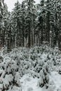 Snow covered trees in the winter forest.Christmas holiday background with snowy fir trees.Frosty cold day outdoors calm fresh Royalty Free Stock Photo