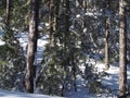 Snow covered trees in winter forest Royalty Free Stock Photo