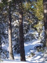 Snow covered trees in winter forest Royalty Free Stock Photo