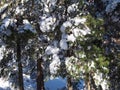 Snow covered trees in winter forest Royalty Free Stock Photo