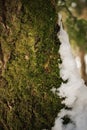 Snow covered trees in winter forest with green moss. Royalty Free Stock Photo