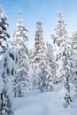 Snow covered trees in winter forest of Lapland. Royalty Free Stock Photo