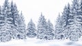 Snow-covered trees in winter forest Royalty Free Stock Photo