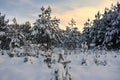 Snow covered trees in winter forest . Royalty Free Stock Photo