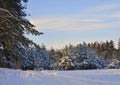 Snow covered trees in winter forest . Royalty Free Stock Photo