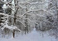 Snow covered trees in winter forest . Royalty Free Stock Photo