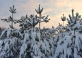 Snow covered trees in winter forest . Royalty Free Stock Photo