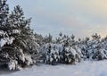 Snow covered trees in winter forest . Royalty Free Stock Photo