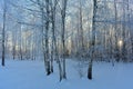 Snow covered trees in winter forest Royalty Free Stock Photo