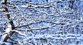 White snow covered trees in winter forest Royalty Free Stock Photo