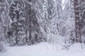 Snow covered trees, winter forest during snowfall, blizzard Royalty Free Stock Photo