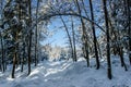 Snow covered trees in winter forest on sunny day. Christmas holiday background with snowy fir trees.Frosty day,calm fresh scene.