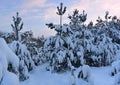 Snow covered trees in winter forest . Royalty Free Stock Photo