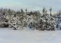 Snow covered trees in winter forest . Royalty Free Stock Photo