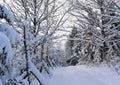 Snow covered trees in winter forest . Royalty Free Stock Photo