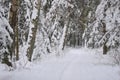 Snow covered trees in a winter forest and white road between them. White landscape in a cold day Royalty Free Stock Photo