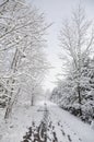 Snow covered trees in winter Royalty Free Stock Photo