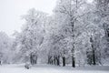 Snow covered trees. Winter landscape, snowy blizzard Royalty Free Stock Photo