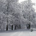 Snow covered trees. Winter landscape, snowy blizzard Royalty Free Stock Photo