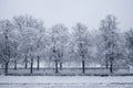 Snow covered trees. Winter landscape, snowy blizzard Royalty Free Stock Photo