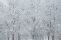 Snow covered trees. Winter landscape, snowy blizzard Royalty Free Stock Photo