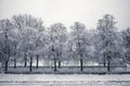 Snow covered trees. Winter landscape, snowy blizzard Royalty Free Stock Photo