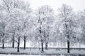 Snow covered trees. Winter landscape, snowy blizzard Royalty Free Stock Photo