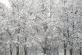 Snow covered trees. Winter landscape, snowy blizzard Royalty Free Stock Photo