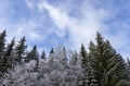 Snow-covered trees in a wintry landscape with a cloudy sky in Haanja upland, Voru county, Estonia