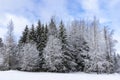 Snow-covered trees in a wintry landscape with a cloudy sky in Haanja upland, Voru county, Estonia