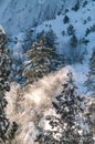 Snow-covered Trees in Yosemite