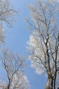 Snow-covered treetops in the winter forest