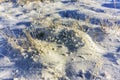 Snow-covered tufts of grass in a park meadow